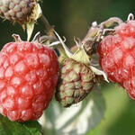 Rubus idaeus 'Zefa Herbsternte' - Herfstframboos