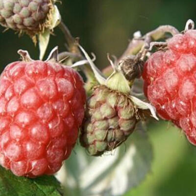 Herfstframboos - Rubus idaeus 'Zefa Herbsternte'