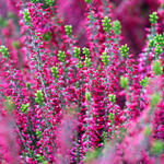 Calluna vulgaris (rood) - Dopheide / zomerheide / struikheide / bezemheide