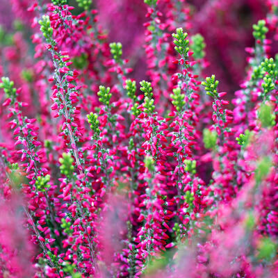 Dopheide / zomerheide / struikheide / bezemheide - Calluna vulgaris (rood)