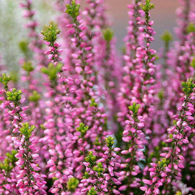 Calluna vulgaris (roze) - Dopheide / zomerheide / struikheide / bezemheide