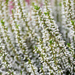 Calluna vulgaris (wit) - Dopheide / zomerheide / struikheide / bezemheide - Calluna vulgaris (wit)