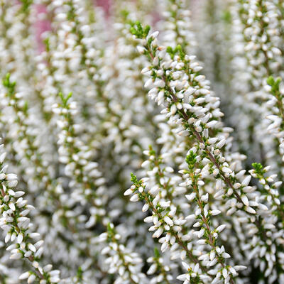 Calluna vulgaris (wit) - Dopheide / zomerheide / struikheide / bezemheide