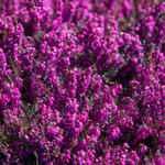 Erica carnea (rood) - Winterheide