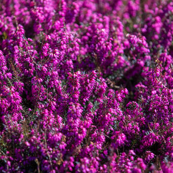 Erica carnea (rood)