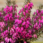 Erica carnea (roze) - Winterheide