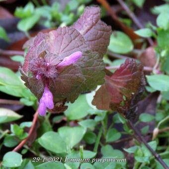 Lamium purpureum