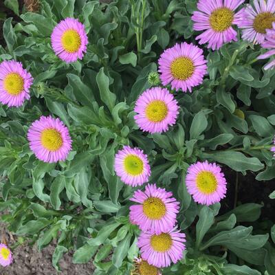 Fijnstraal - Erigeron glaucus 'Sea Breeze'