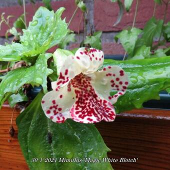 Mimulus 'Magic White Blotch'