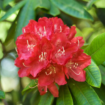 Rhododendron 'Elizabeth'