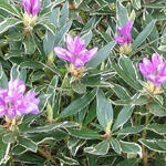 Rhododendron ponticum 'Variegatum' - Pontische rododendron