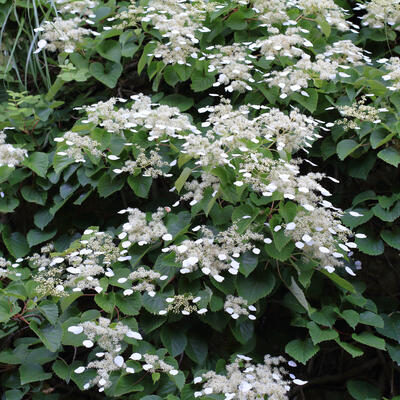 Valse klimhortensia - Schizophragma hydrangeoides