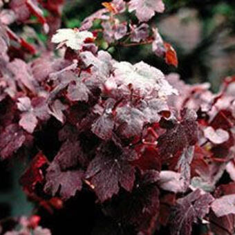 Vitis vinifera 'Purpurea'