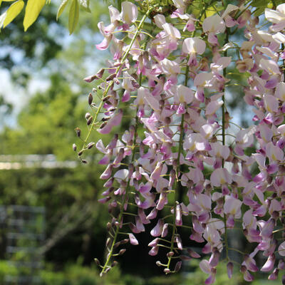 Blauwe regen (roze) - Wisteria floribunda 'Honbeni'