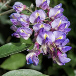 Wisteria macrostachya 'Blue Moon' - Blauwe regen