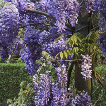 Wisteria sinensis 'Boskoop'