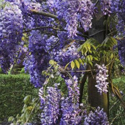 Blauwe regen - Wisteria sinensis 'Boskoop'