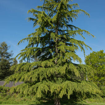 Cedrus deodara