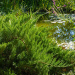 Juniperus sabina 'Tamariscifolia - Sabijnse jeneverbes, Zevenboom