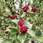 Hibiscus syriacus 'Purpureus Variegatus' - Althaeastruik