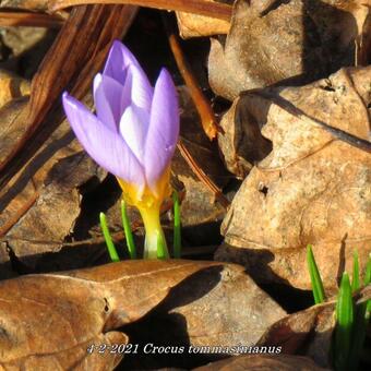 Crocus tommasinianus