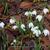 Galanthus nivalis 'Flore Pleno'