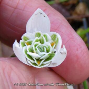 Galanthus nivalis 'Flore Pleno'