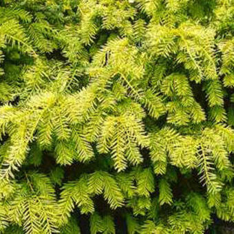 Taxus baccata 'Semperaurea'