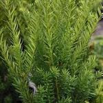 Taxus media ‘Hillii’  - Venijnboom