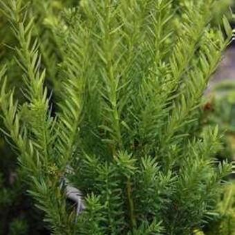 Taxus media ‘Hillii’