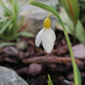 Galanthus plicatus 'Madeleine'