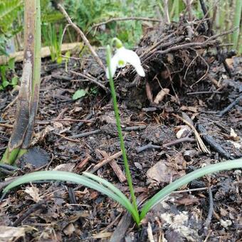 Galanthus rizehensis