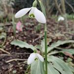 Galanthus nivalis 'S. Arnott' - Sneeuwklokje