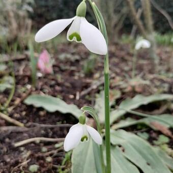 Galanthus nivalis 'S. Arnott'