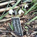 Galanthus nivalis 'Maximus' - Sneeuwklokje