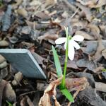 Galanthus nivalis 'Anglesey Abbey' - Sneeuwklokje