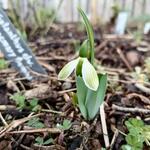 Galanthus elwesii 'Rosemary Burnham' - Breedbladig sneeuwklokje