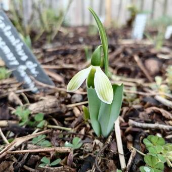 Galanthus elwesii 'Rosemary Burnham'