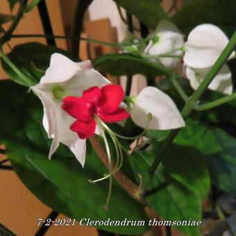 Clerodendrum thomsoniae