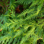 Thuja plicata 'Can-can' - Reuzenlevensboom