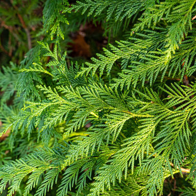 Reuzenlevensboom - Thuja plicata 'Can-can'