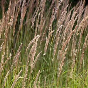 Calamagrostis epigejos