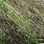 Eragrostis curvula 'Totnes Burgundy' - Liefdesgas - Eragrostis curvula 'Totnes Burgundy'