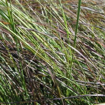 Eragrostis curvula 'Totnes Burgundy'