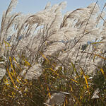 Miscanthus sacchariflorus - Prachtriet