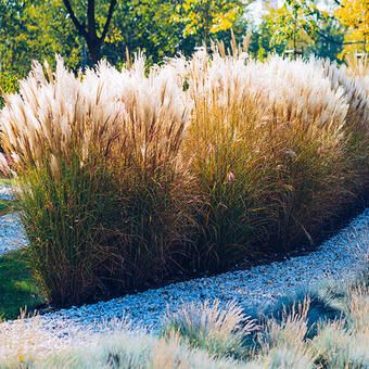 Miscanthus sinensis