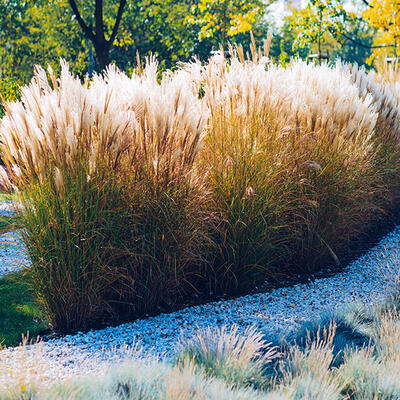 Prachtriet, Chinees prachtriet - Miscanthus sinensis 