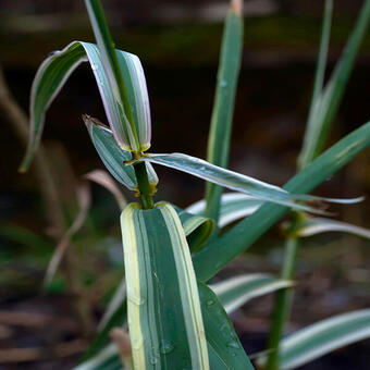 Miscanthus sinensis 'Cabaret'