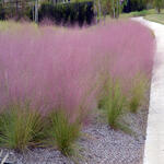 Muhlenbergia capillaris  - Muhlenbergia - Muhlenbergia capillaris 