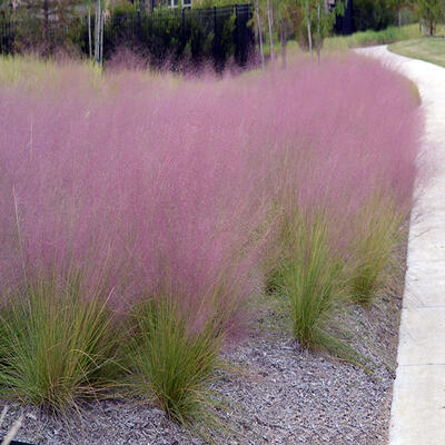 Muhlenbergia capillaris  - Muhlenbergia